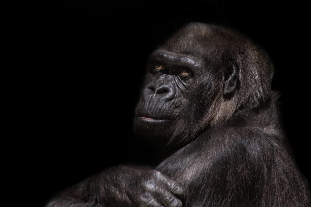 gorilla, silverback, monkey-845119.jpg