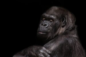 gorilla, silverback, monkey-845119.jpg